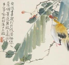 Golden oriole with a cherry in its mouth