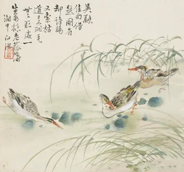Three Ducks Swimming in a Pool