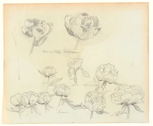 Flower Studies