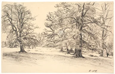 Gently Sloping Terrain with Scattered Large Trees