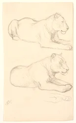Two Studies of a Lying Lioness