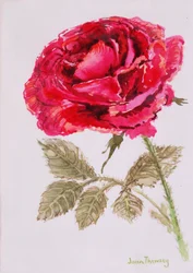 A Red Rose