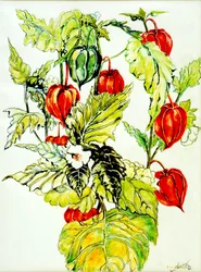Chinese Lantern Spray, 2005