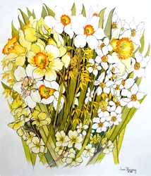 Daffodils, Narcissus, Forsythia and Primroses