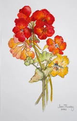Geranium and Nasturtiums