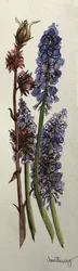 Muscari and Viburnum Bodnantense