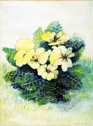 Primrose Pale Yellow, 2005