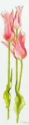 Three Red Lily-Flowered Tulips Marianne