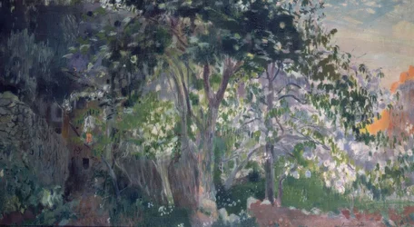 The Grey Tree, Sa Calobra, Mallorca
