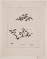 Two Tree Branches