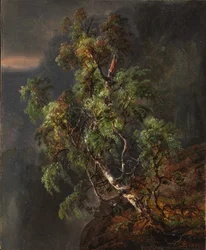 Birch Tree in a Storm
