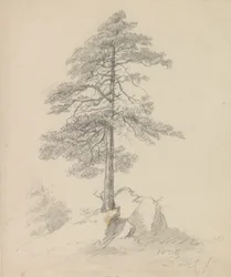 Pines and Cliffs