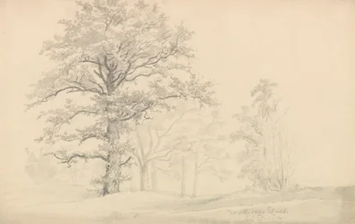 Deciduous Trees