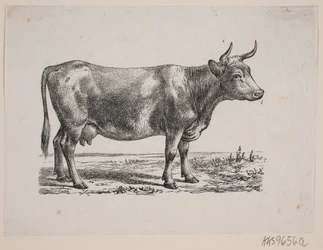 A Cow