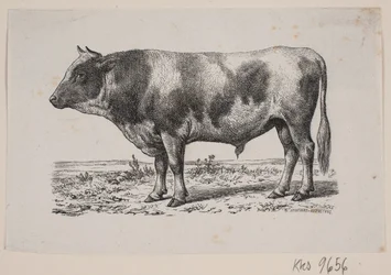 A Bull