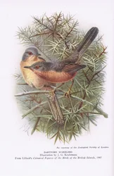 Dartford Warblers, Nature in Britain published by Collins