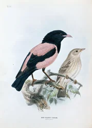 Rose-coloured Starling