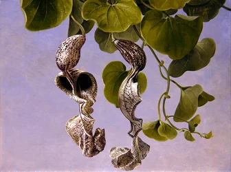 Osterluzei Blossoms (Aristolochia Cymbifera)