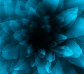 Flower Blue