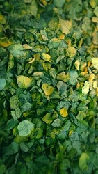 Leaf