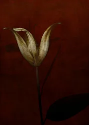 Lily