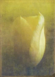Tulip