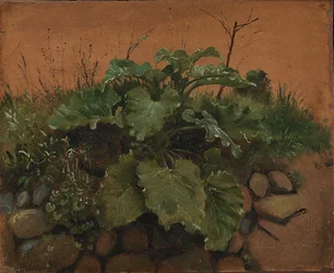 A Burdock and Other Plants on a Stone Wall