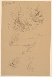 Leaf and Flower Studies