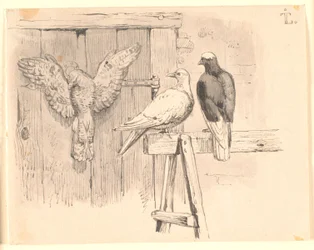 The Doves