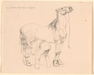A Horse Being Groomed