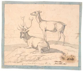 A Lying Deer and a Standing Hind