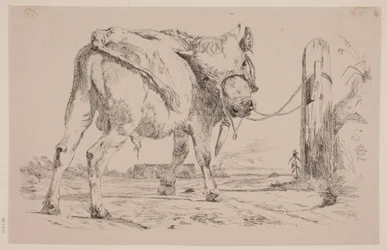 A Bull Calf Tied to a Fence Post