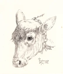 A Calf