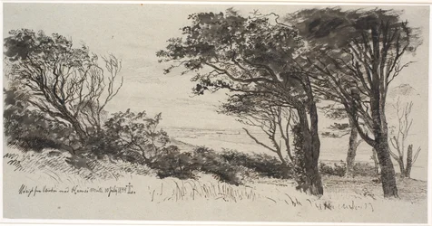 Windblown Trees. Vejrhøj