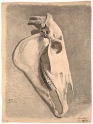 Horse Skull