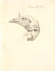 Head of a Dead Turkey Hen