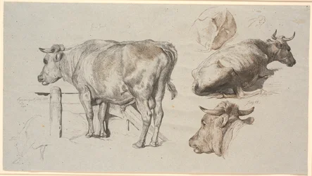 Cattle Studies. Left: The Bull Grev Geert