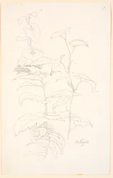 Plant Studies, including Morning Glory