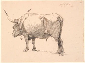 Roman bull with bell around neck, seen from behind