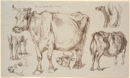 Study Sheet from Vognserup. Various Studies of a Cow