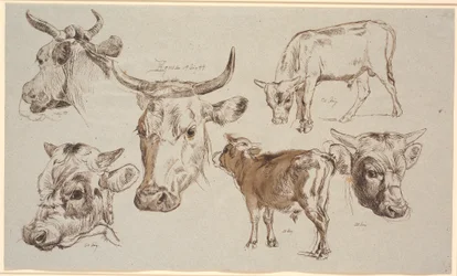 Study Sheet from Vognserup. Studies of Cow Heads, Bull Calves and Their Heads