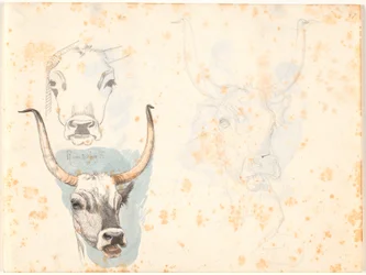 Three Studies of the Head of a Roman Ox
