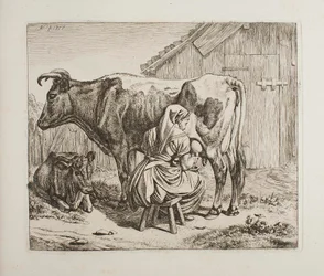 Cow with Calf Being Milked