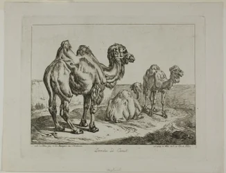 Dromedary and Camel