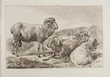 Merino Rams