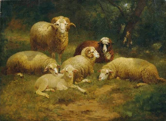 Sheep
