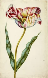 Tulip