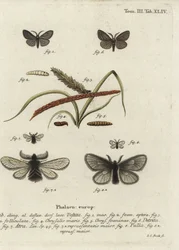 Canephora Hirsuta, Ocneria Detrita and Epichnopterix Plumella