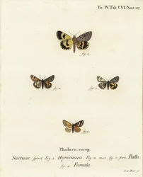 Catocala Hymenaea, Amerila Puella, and Isturgia Famula Moths (Illustration from Die Schmetterlinge)