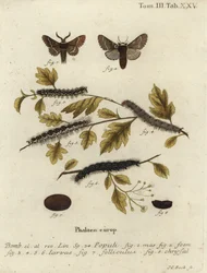 December Moth, Poecilocampa Populi